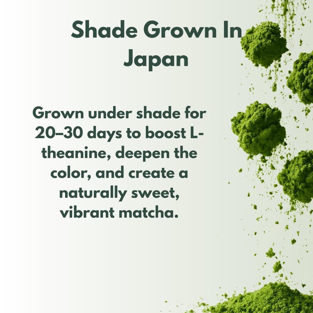 Sora Harmony Ceremonial Matcha